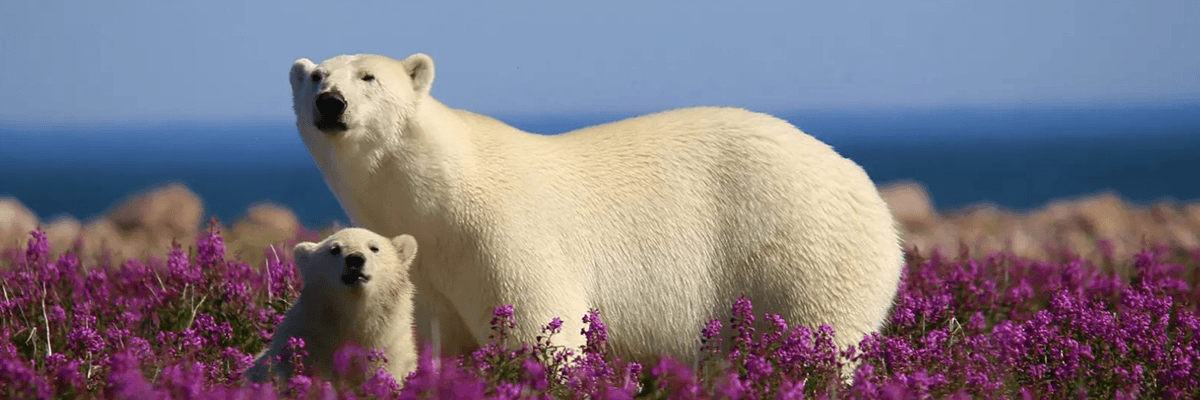 Discover the Wonders of Hudson Bay and Save Up to $200 CAD